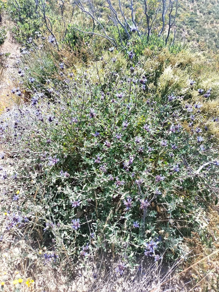 Salvia Clevelandii