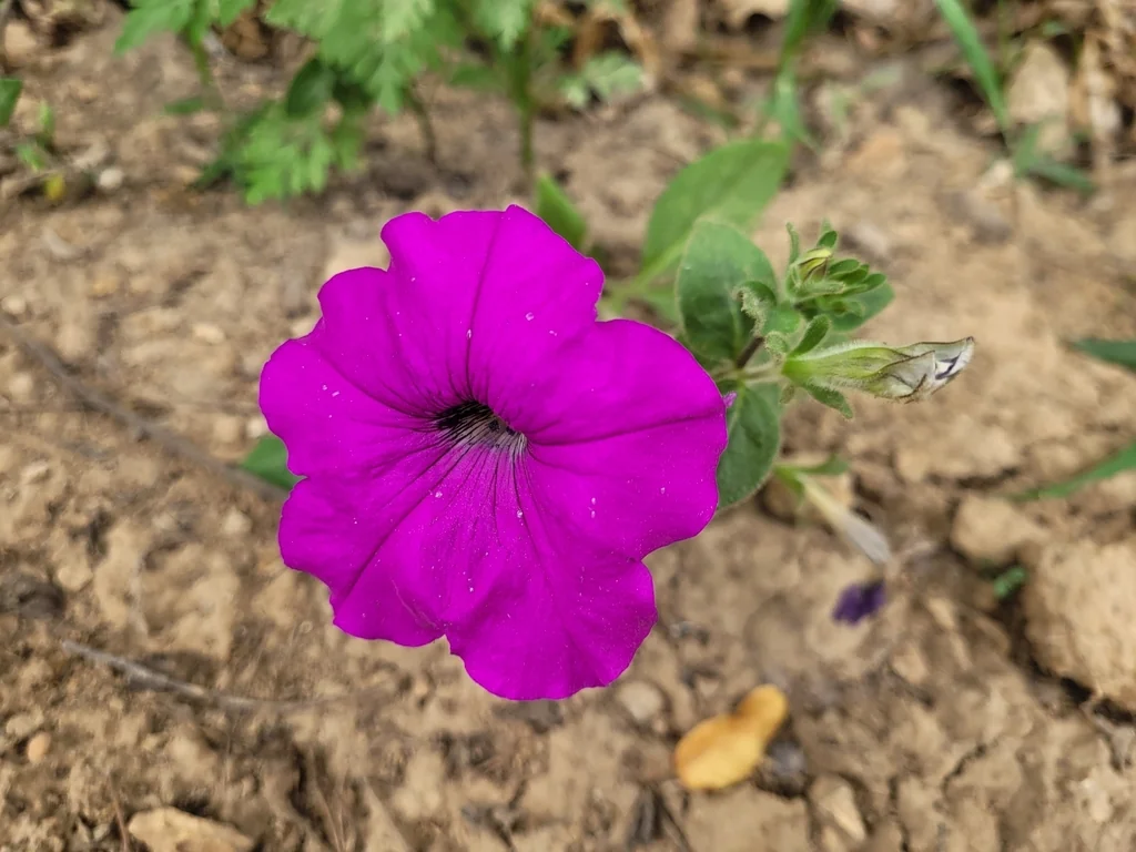 Petunia X Hybrida