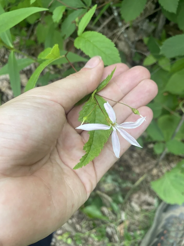 Porteranthus Trifoliatus