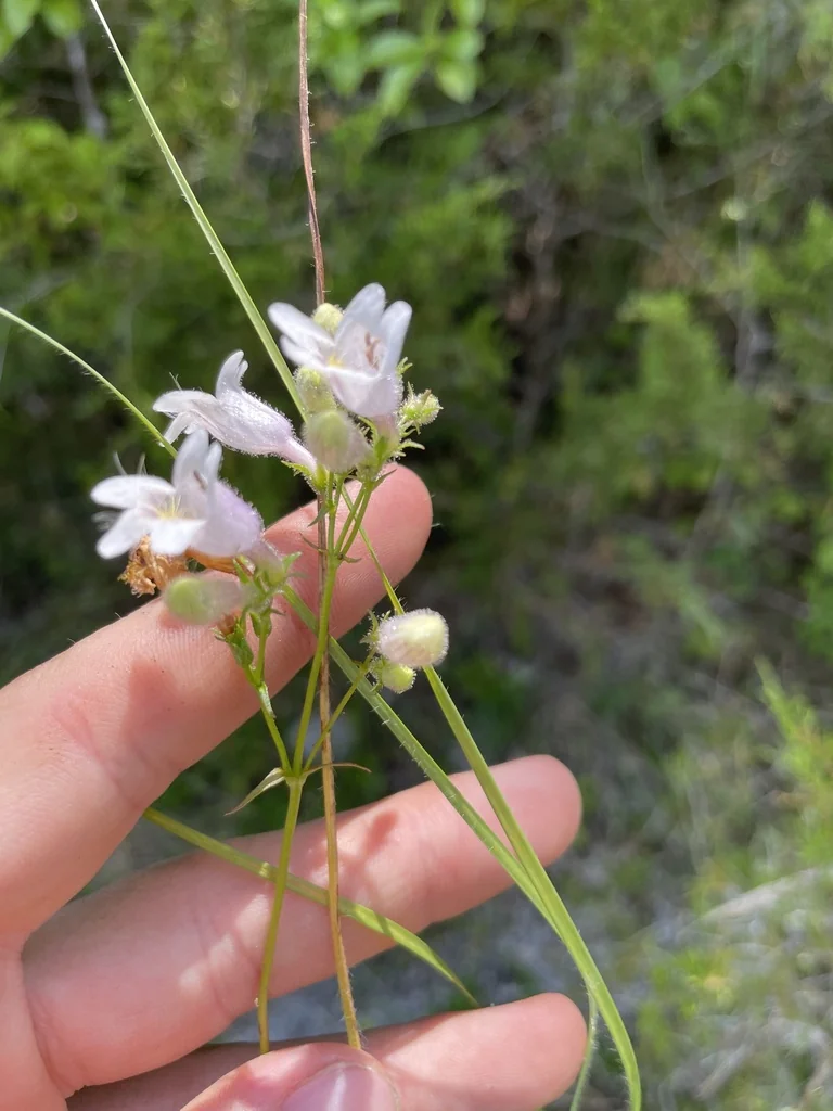 Penstemon Laevigatus