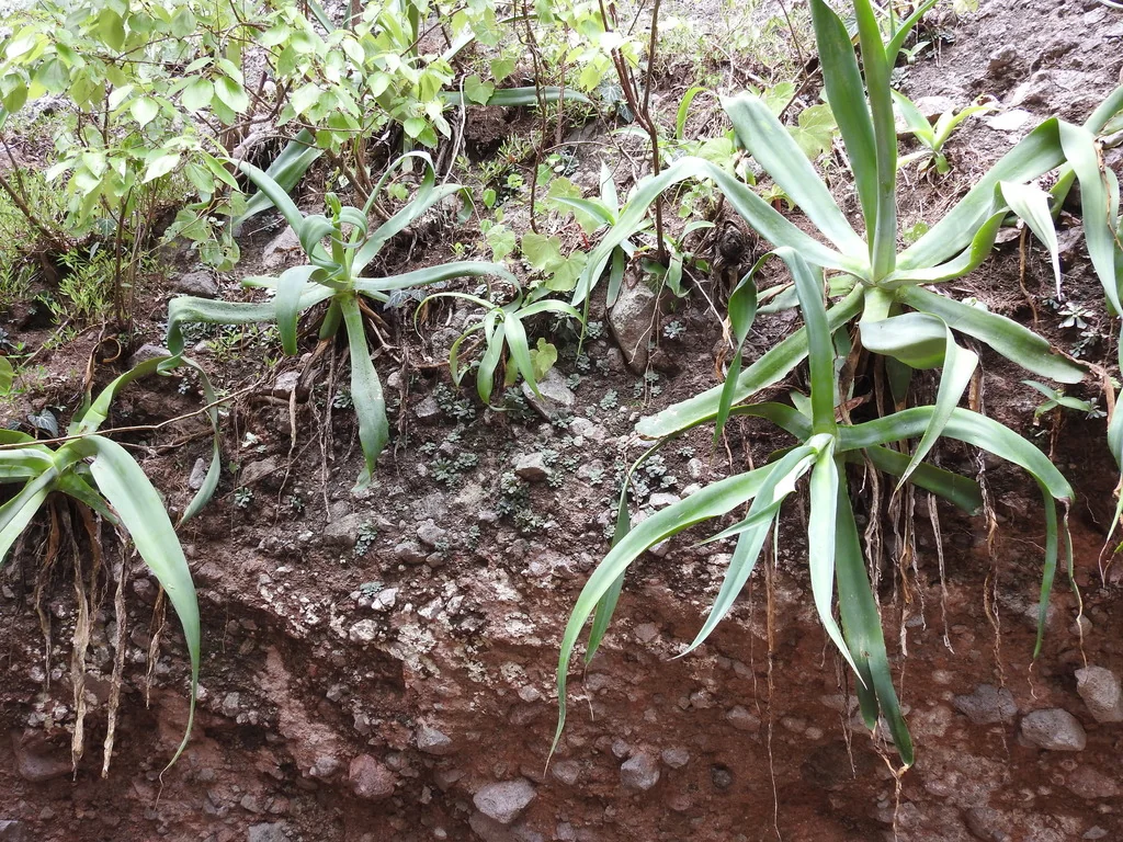 Agave Vilmoriniana