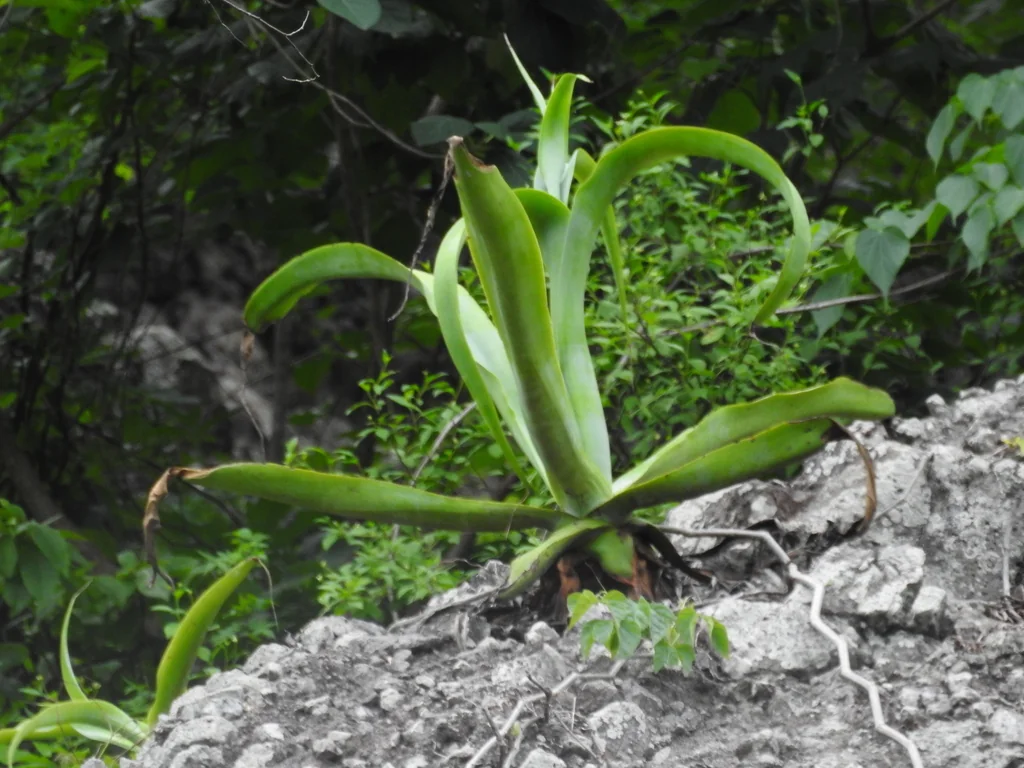 Agave Vilmoriniana