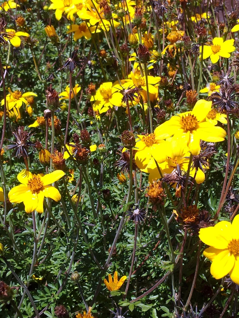 Bidens ferulifolia