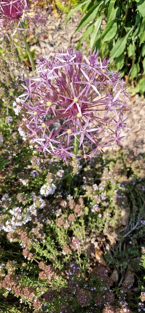 Allium Cristophii