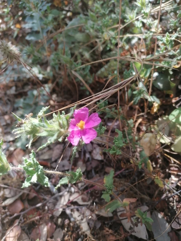 Cistus Crispus