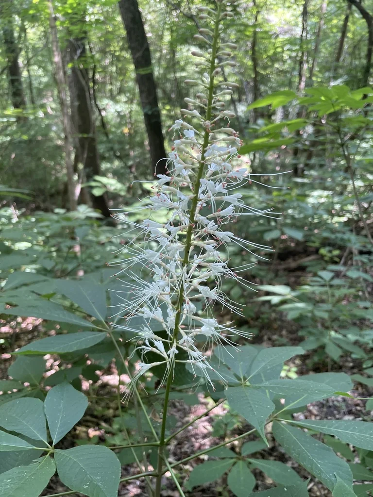 Aesculus Parviflora