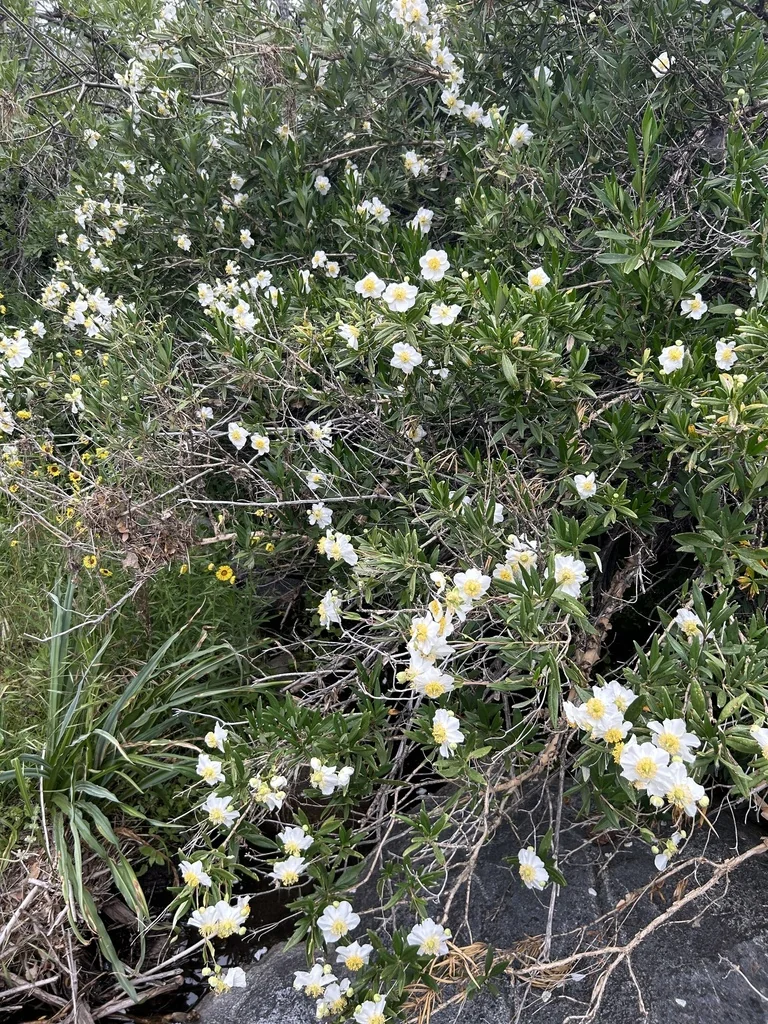 Carpenteria Californica
