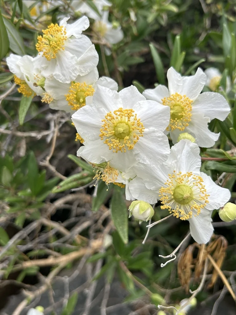 Carpenteria Californica