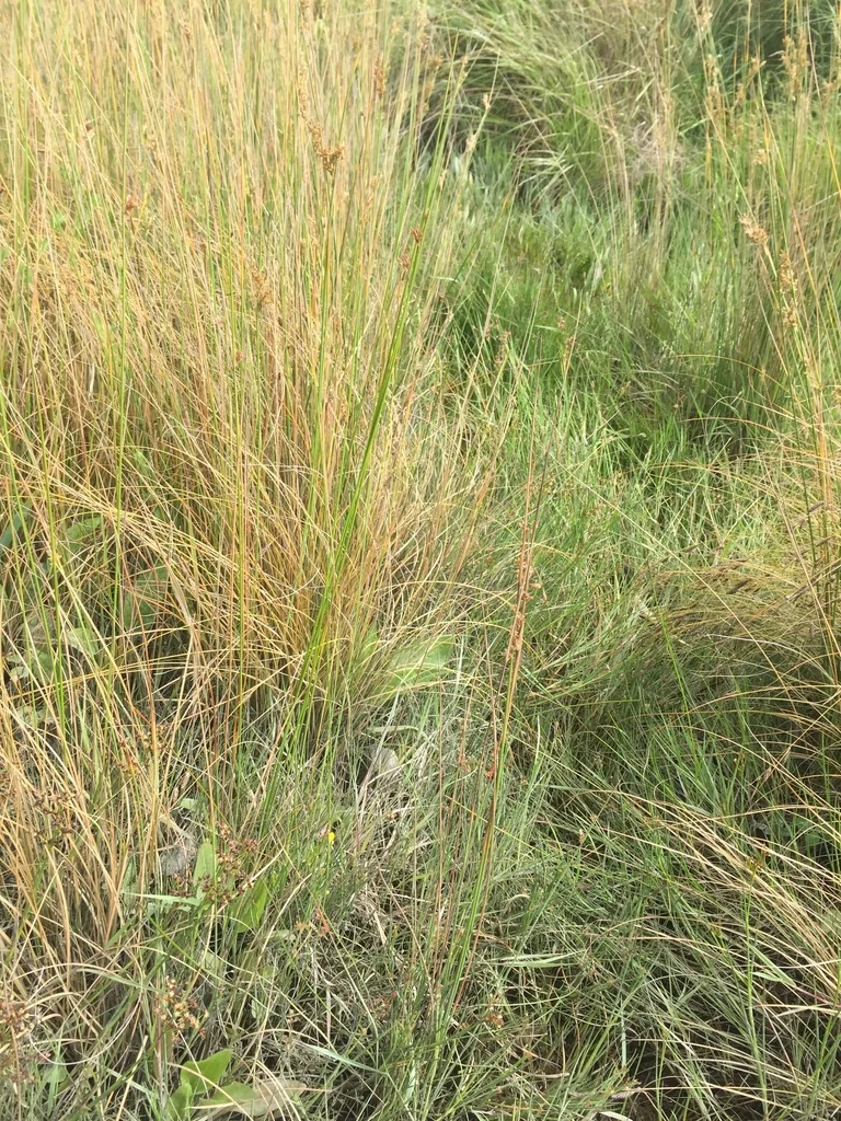 Carex Flagellifera