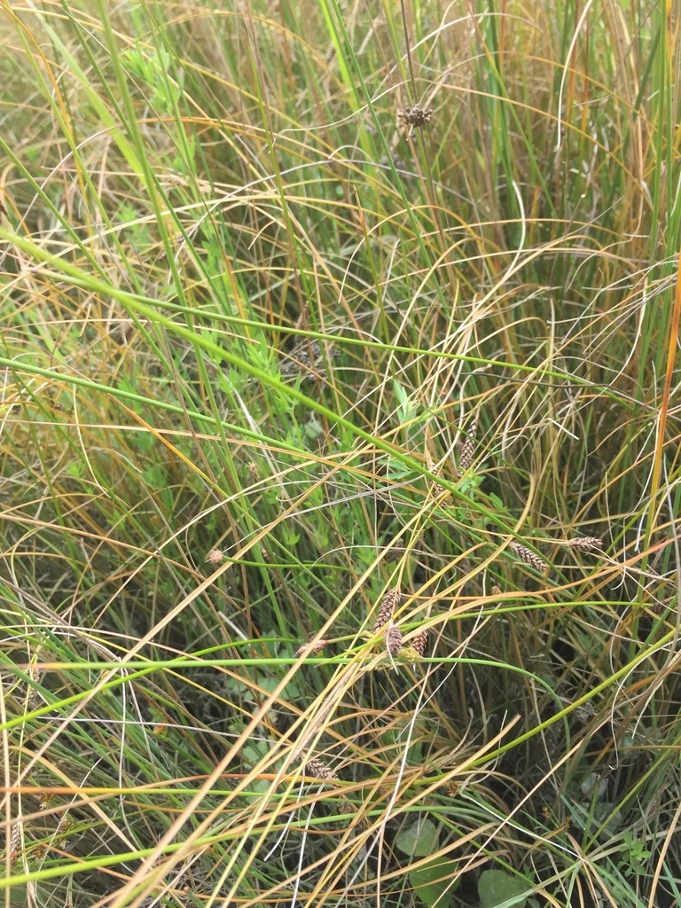 Carex Flagellifera