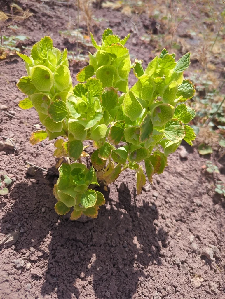 Moluccella Laevis