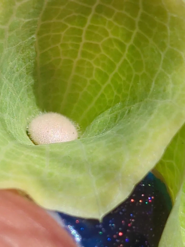 Moluccella Laevis