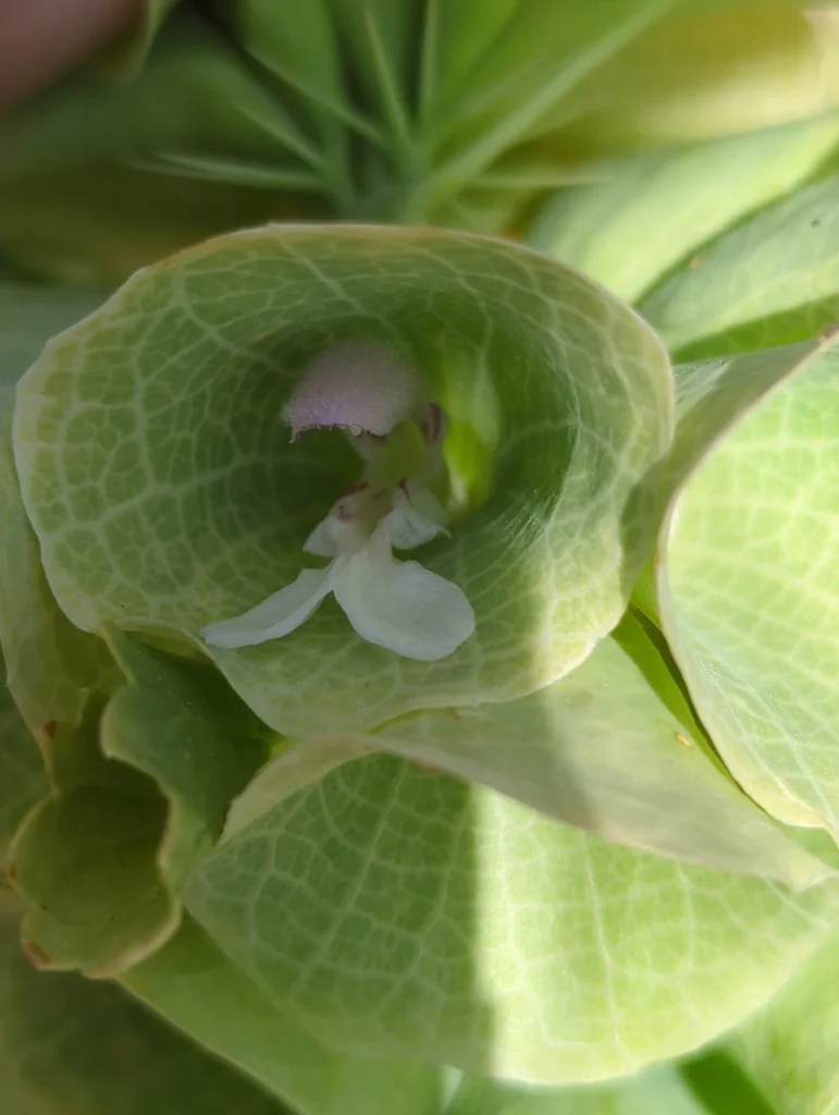 Moluccella Laevis