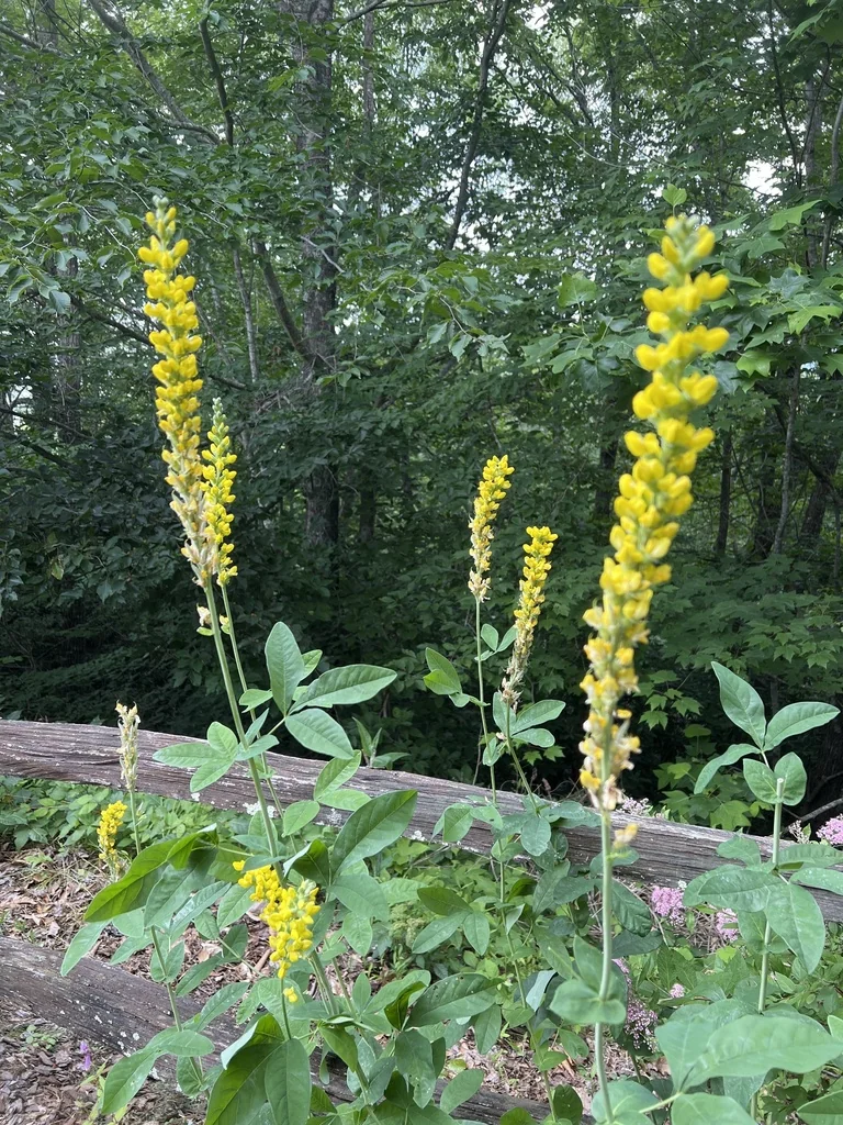 Thermopsis Caroliniana