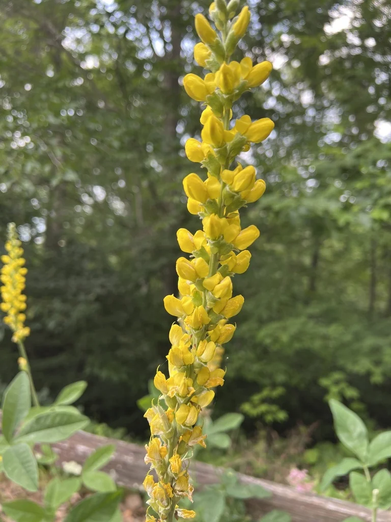 Thermopsis Caroliniana
