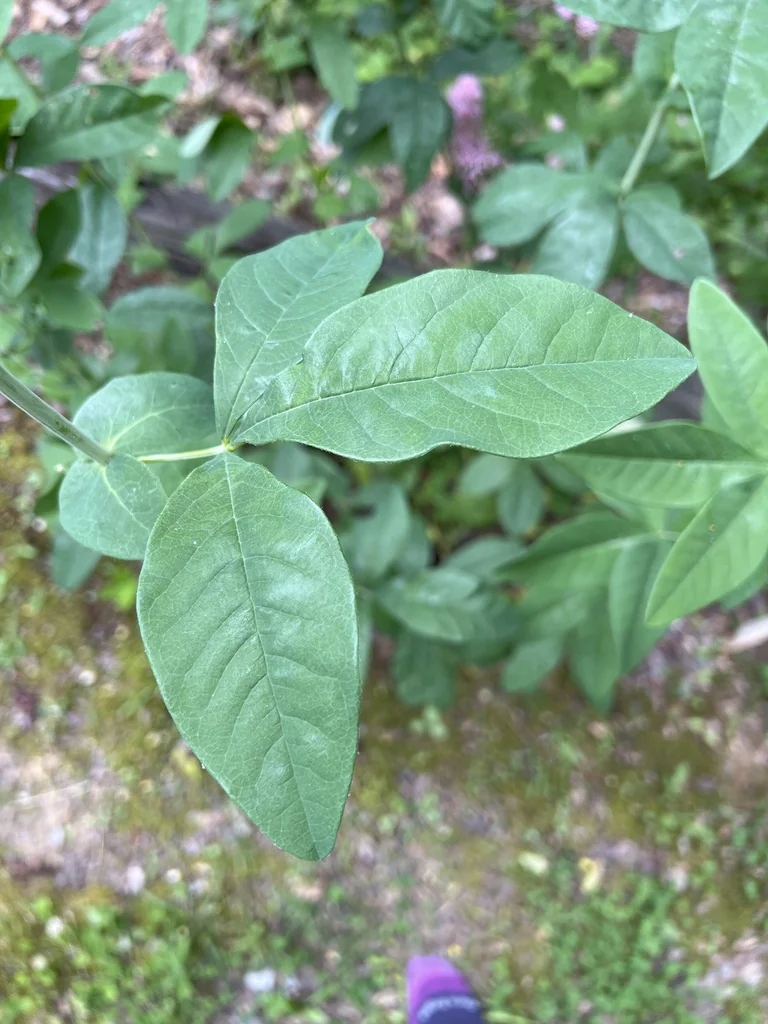 Thermopsis Caroliniana