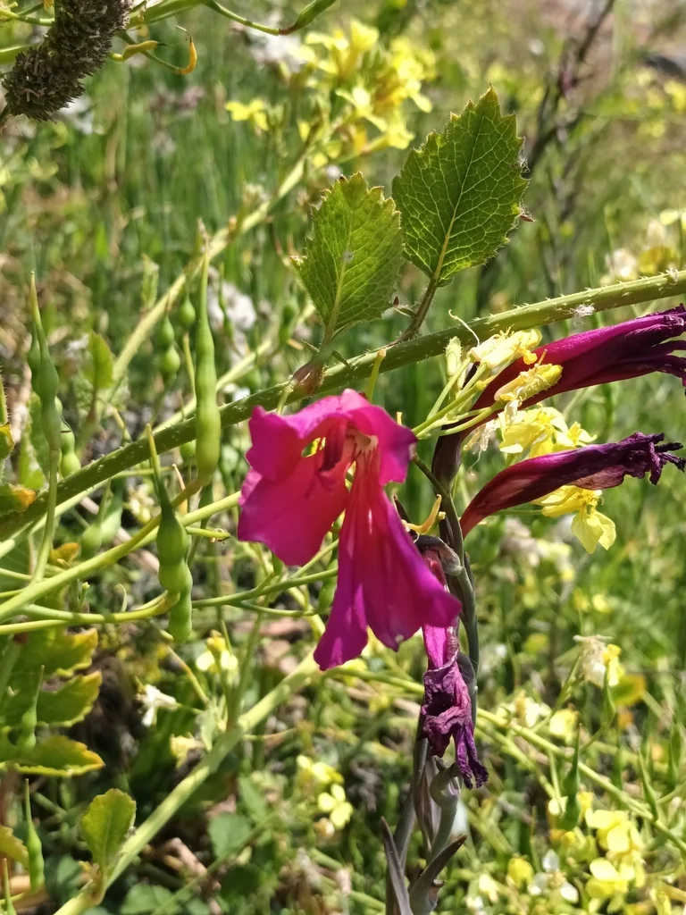 Gladiolus Communis