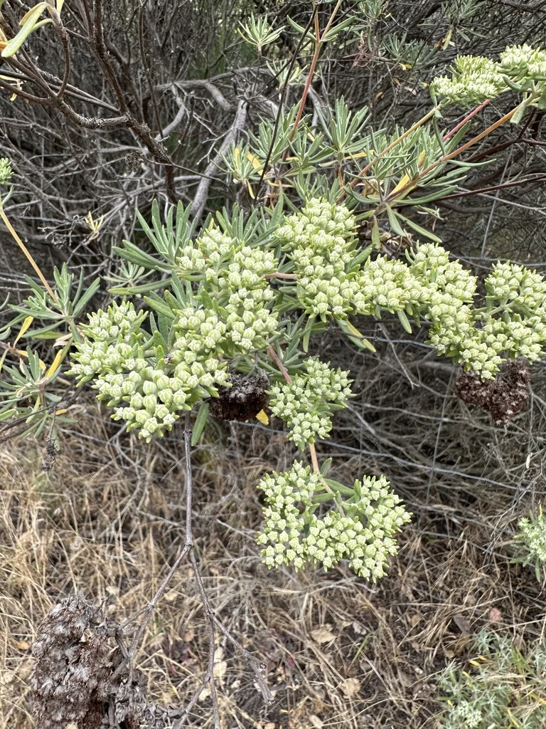 Eriogonum Arborescens