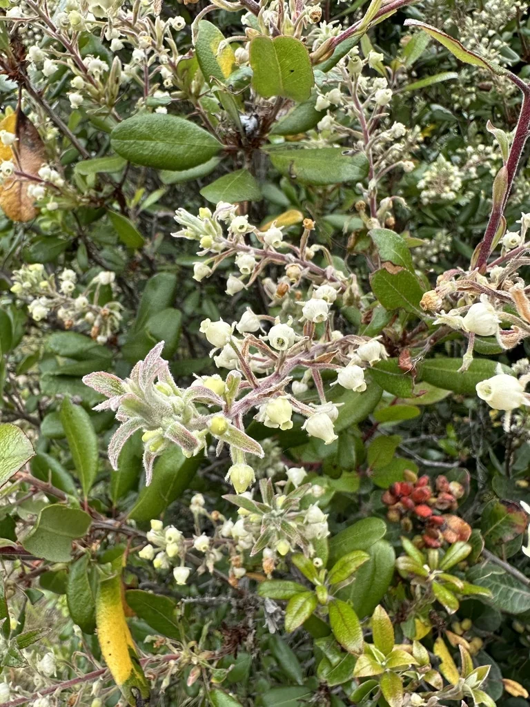 Comarostaphylis Diversifolia