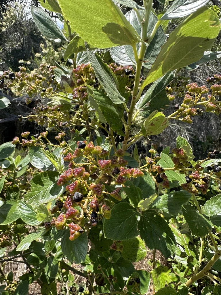 Ceanothus Arboreus