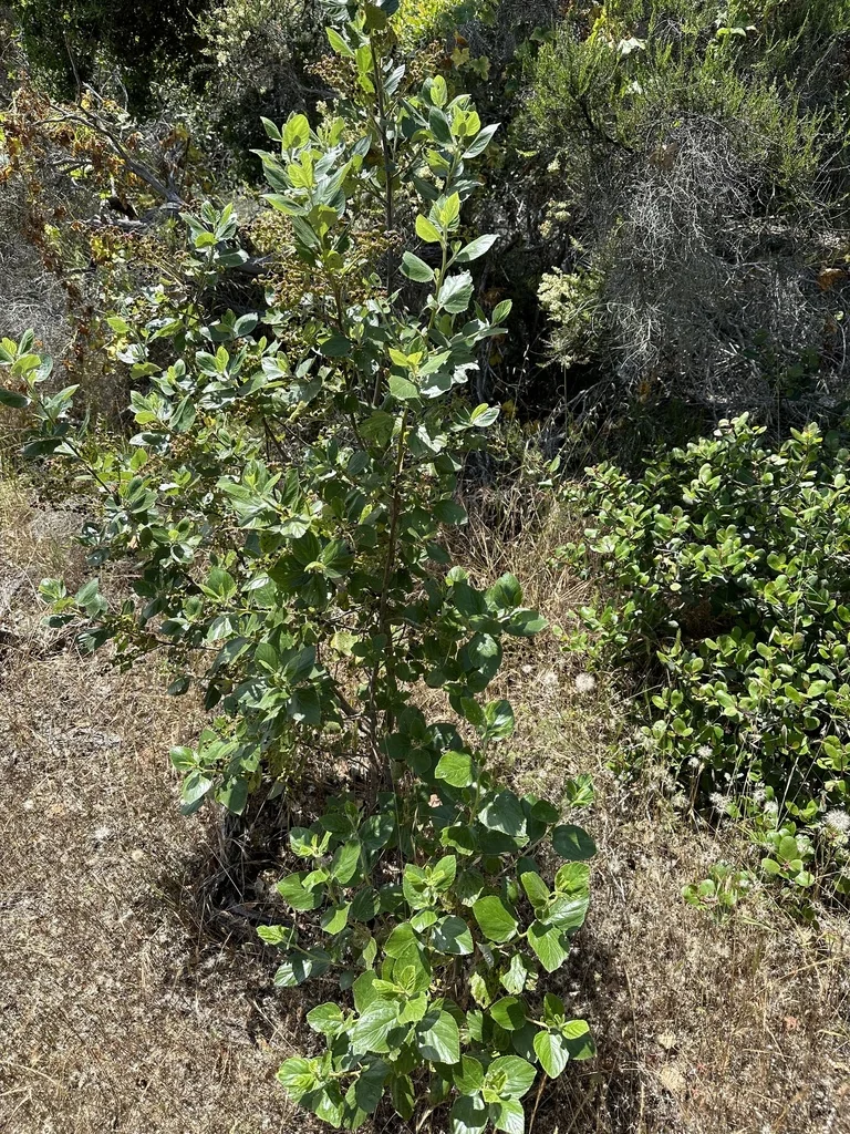 Ceanothus Arboreus