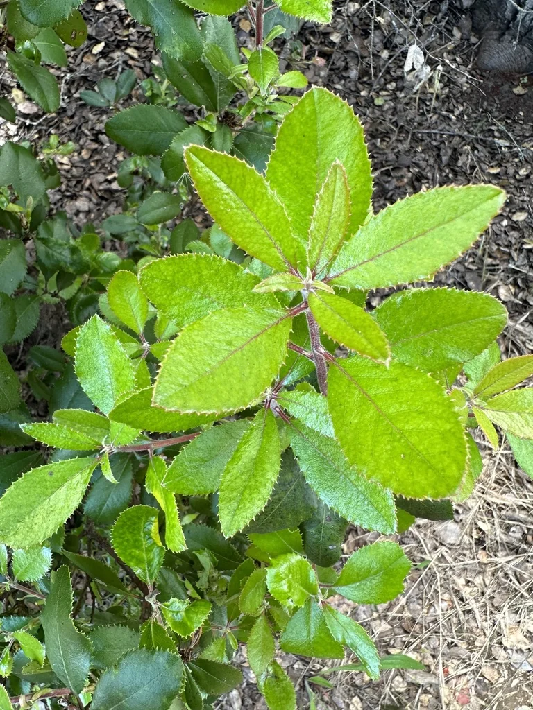 Comarostaphylis Diversifolia