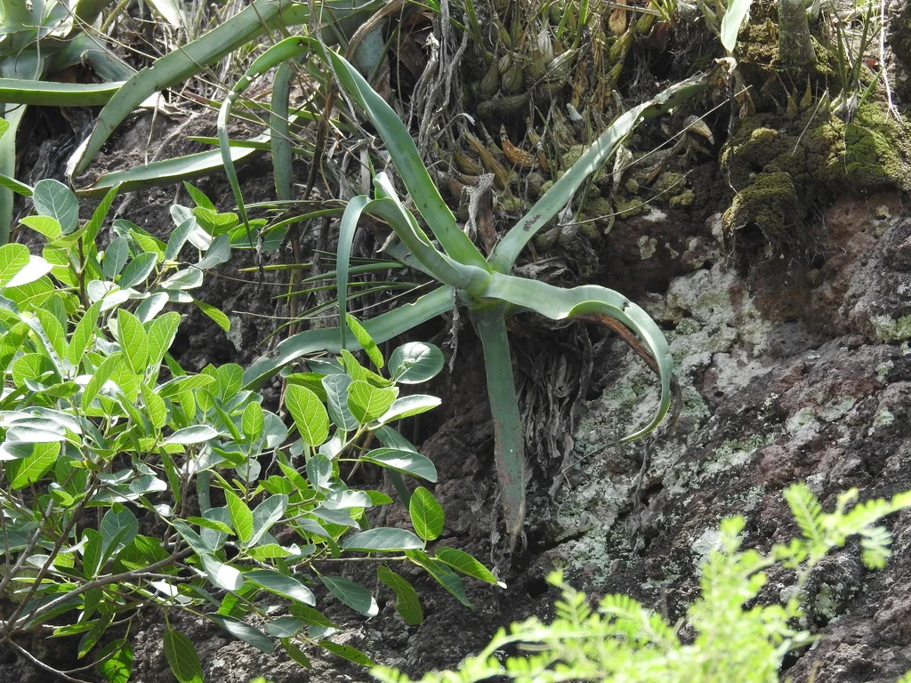 Agave Vilmoriniana