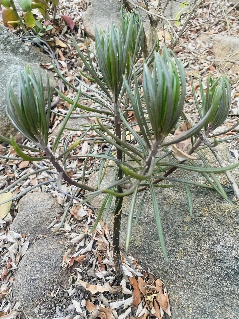 Senecio Barbertonicus