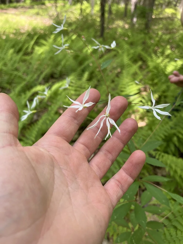 Porteranthus Trifoliatus