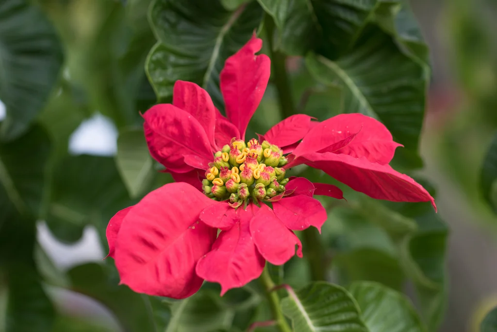 Euphorbia Pulcherrima
