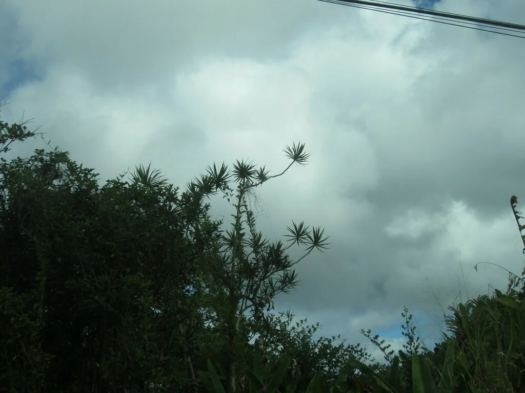 Dracaena Marginata