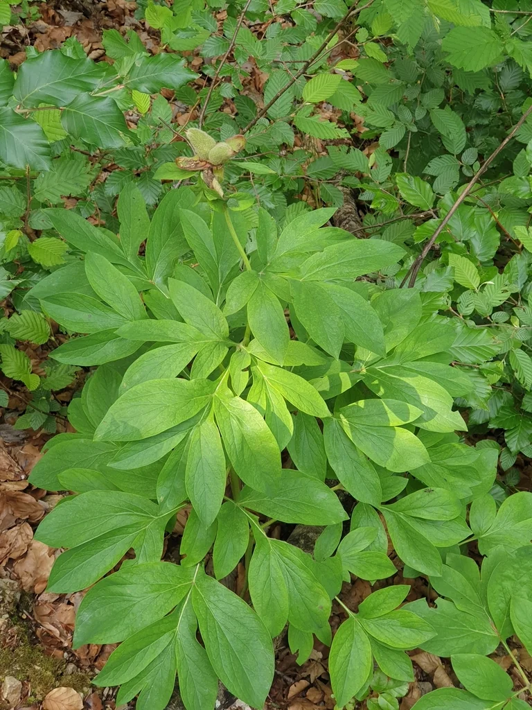 Paeonia Officinalis