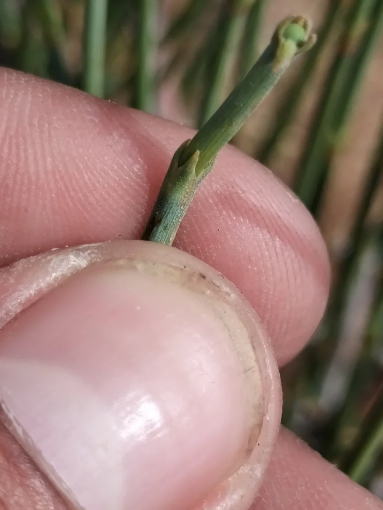 Ephedra Californica