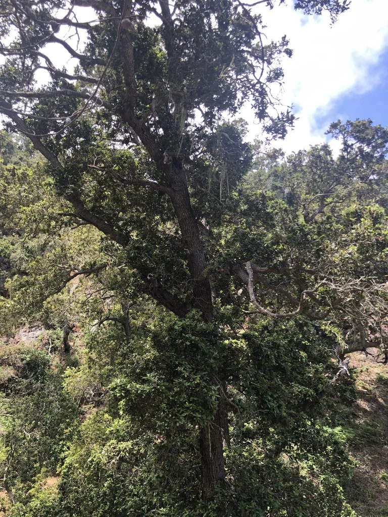 Quercus Tomentella