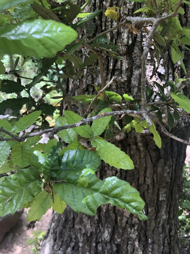 Quercus Tomentella