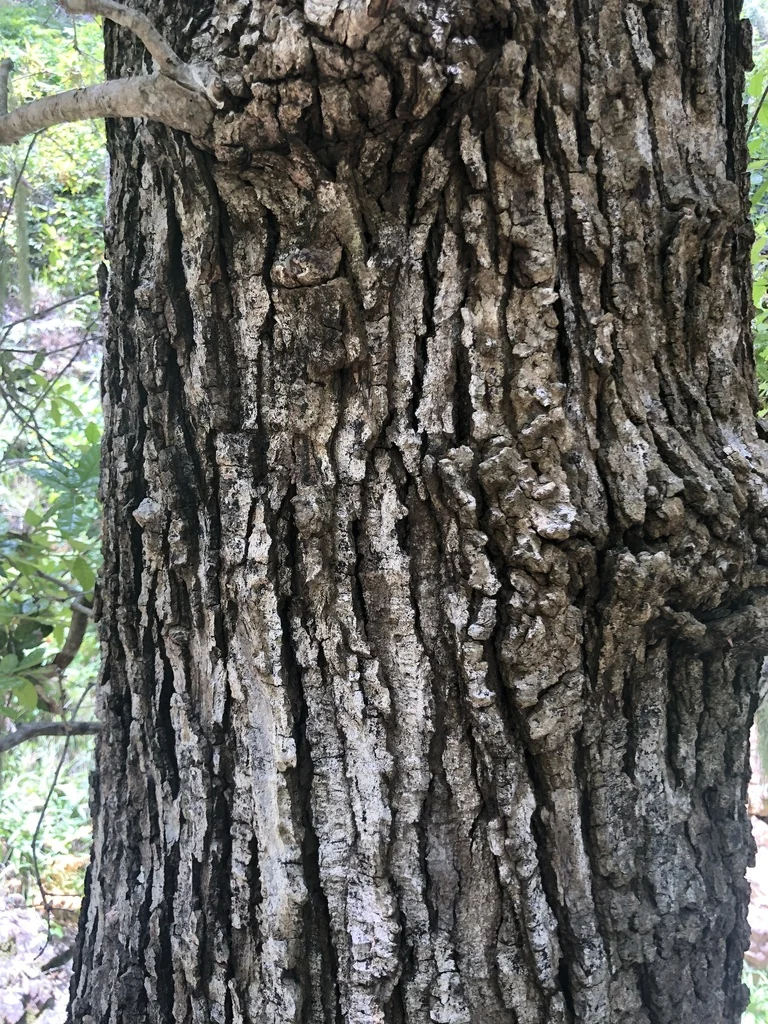 Quercus Tomentella