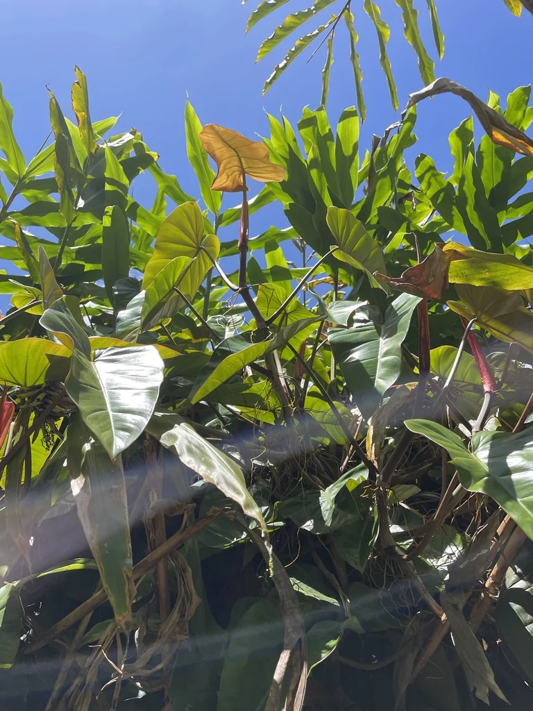 Philodendron erubescens