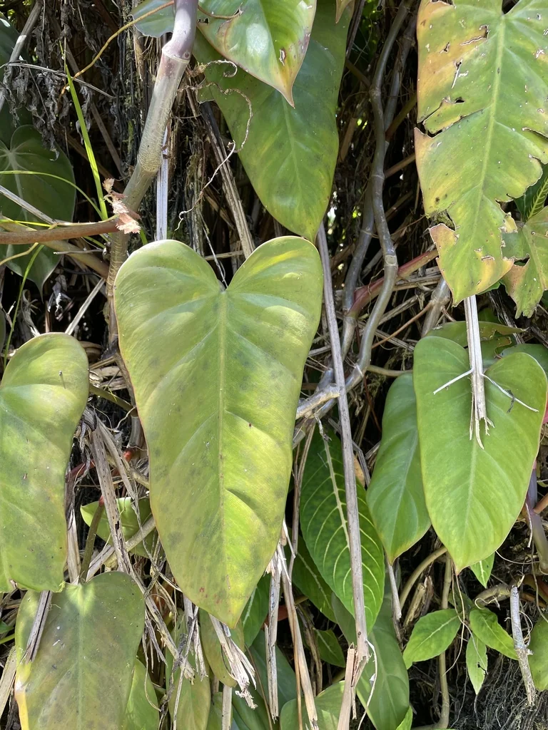 Philodendron erubescens