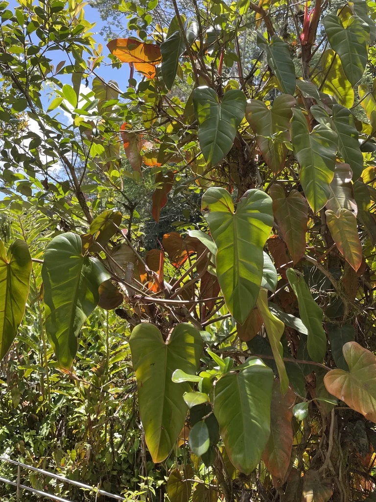 Philodendron erubescens