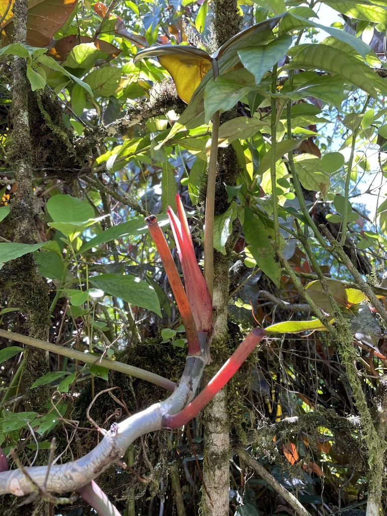 Philodendron erubescens