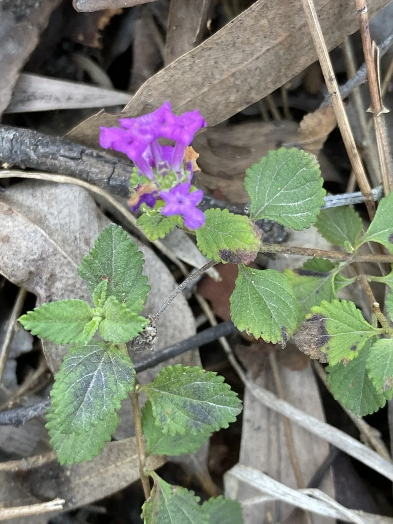 Lantana montevidensis