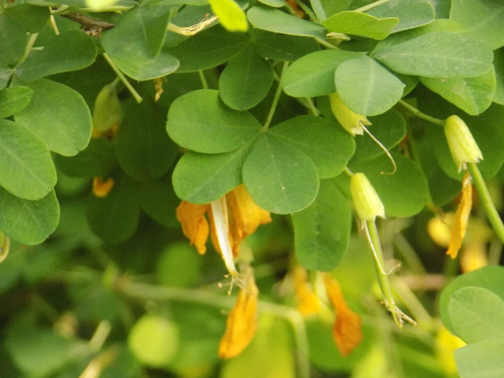 Caragana frutex