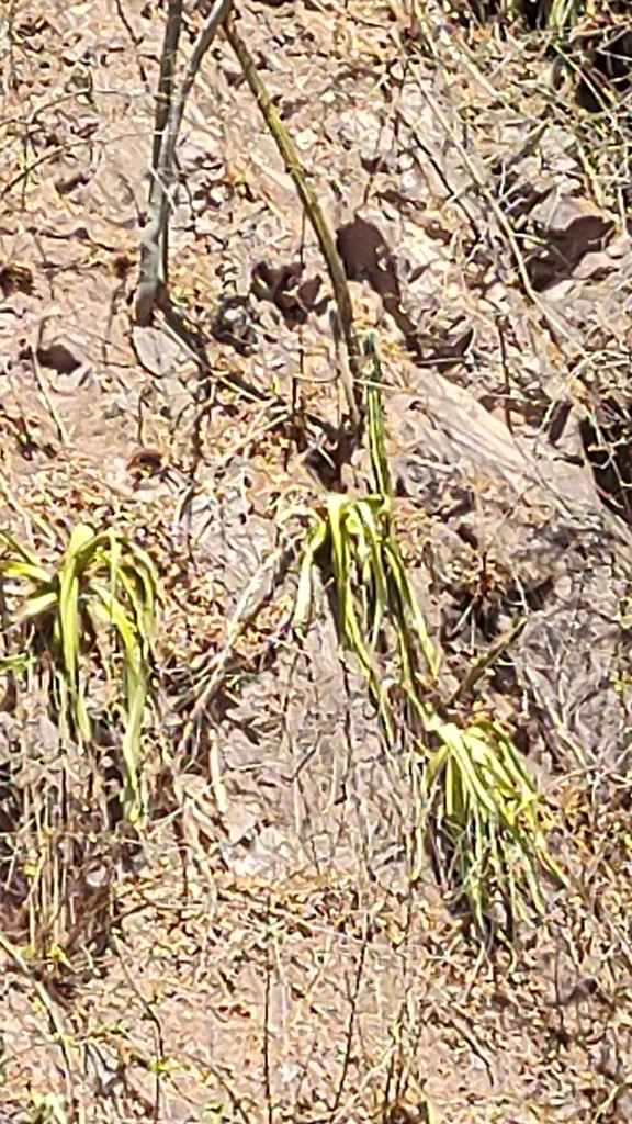 Agave Vilmoriniana