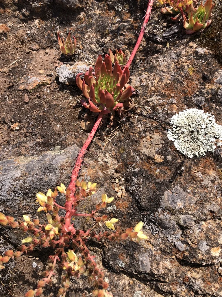 Dudleya Candelabrum