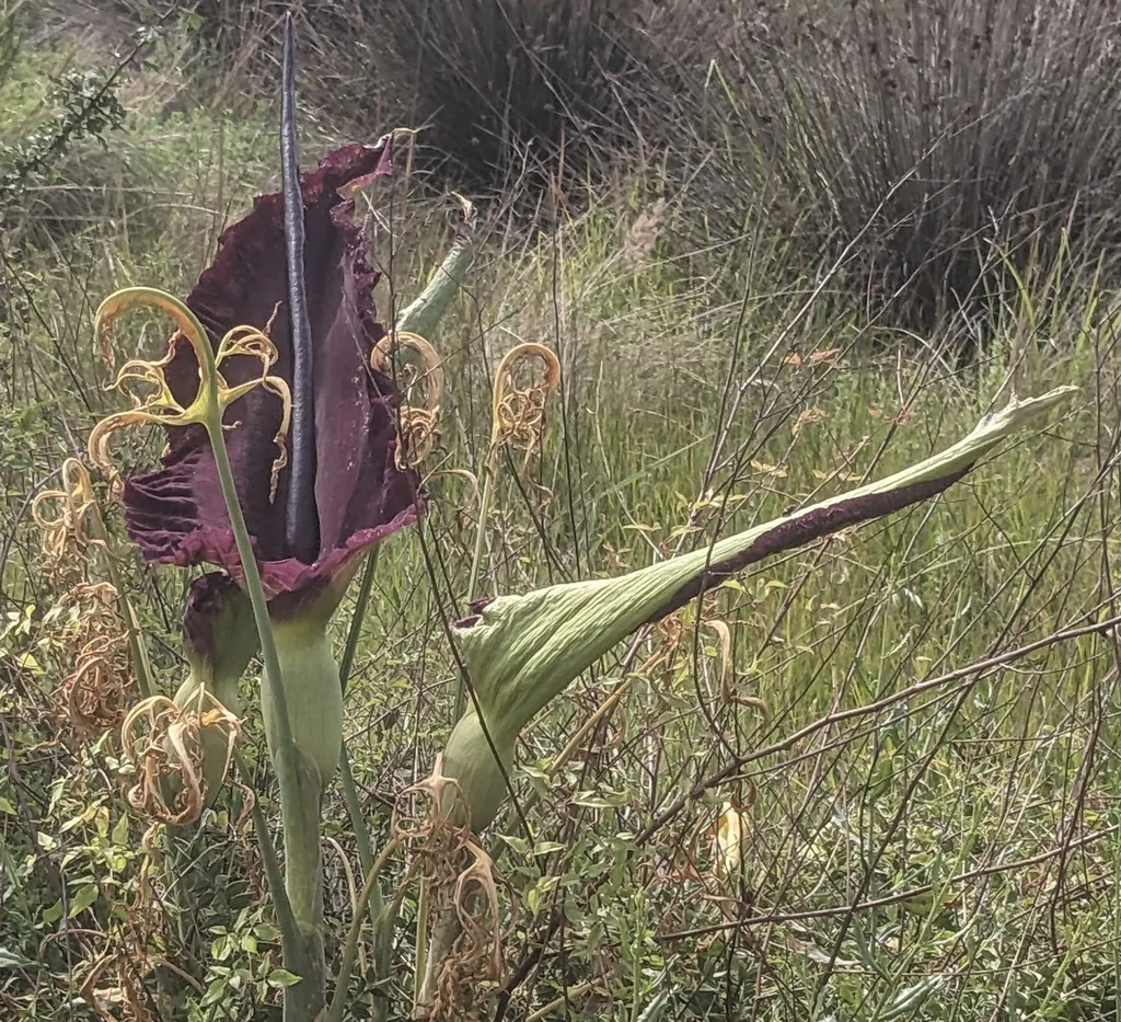 Dracunculus Vulgaris