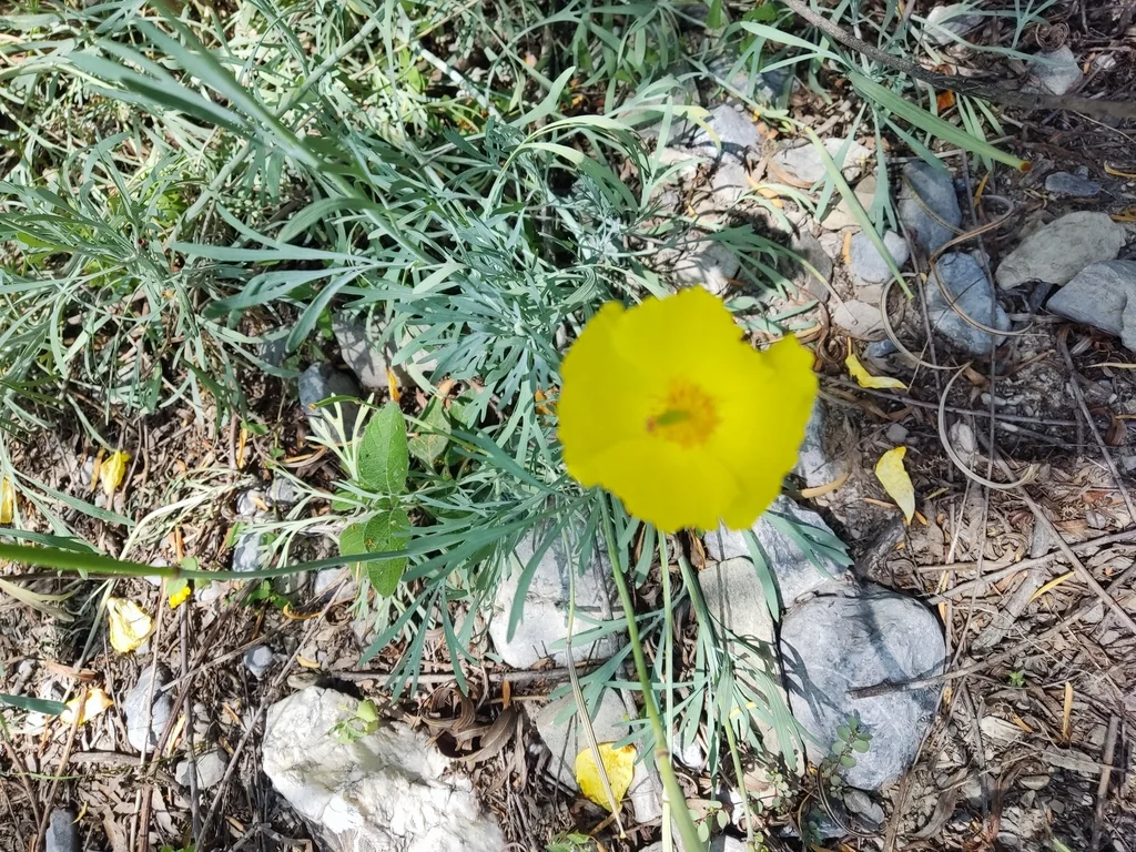 Hunnemannia Fumariifolia