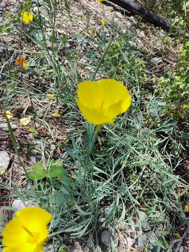 Hunnemannia Fumariifolia