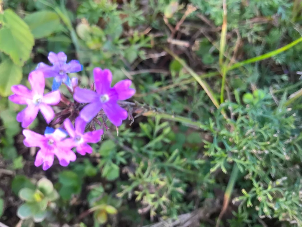Glandularia Pulchella
