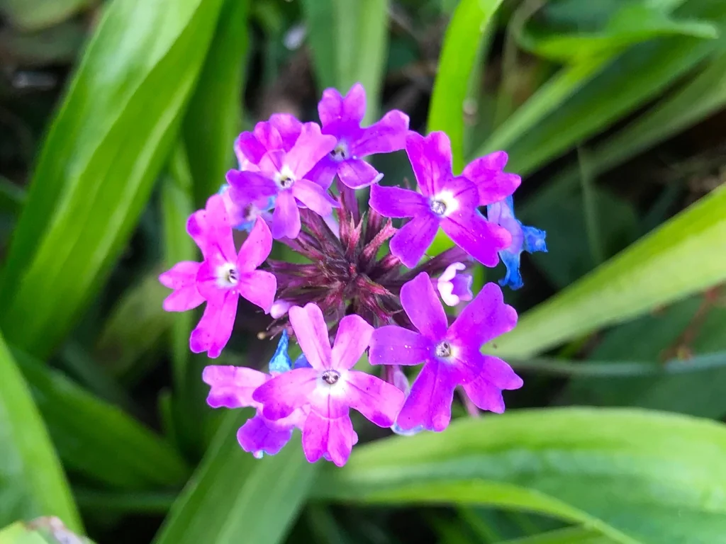 Glandularia Pulchella