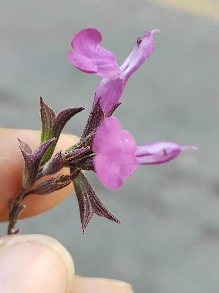 Salvia Microphylla